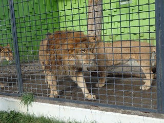 写真：ライオンの様子1