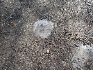 写真：薄氷が張った水たまり