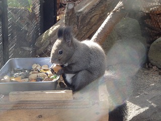 写真：ドングリを食べるエゾリス