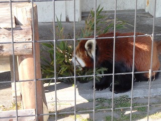 写真：ササを食べるレッサーパンダのシンゲン