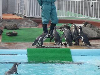 写真：ペンギンのパクパクタイム2