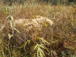 写真：綿毛を付けたハンゴンソウ