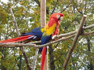 写真：アカコンゴウインコ