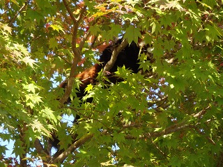 写真：樹上で寝ているレッサーパンダ2