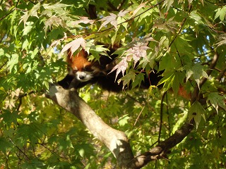 写真：樹上で寝ているレッサーパンダ1