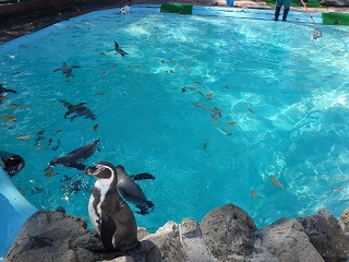 写真：ペンギン舎のプール