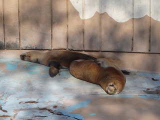 写真：昼寝をしているオタリア