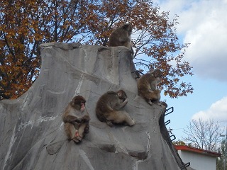 写真：サルたち