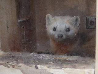 写真：エゾクロテンのてんてん1