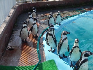 写真：フンボルトペンギン