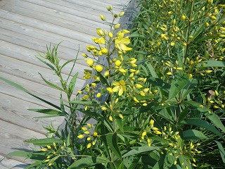 写真：クサレダマの黄色い花