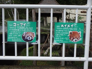 写真：リニューアルしたレッサーパンダの看板2