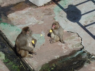 写真：トウキビを食べるサルたち2