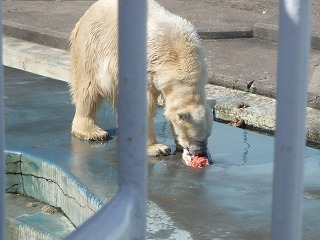 写真：サケを食べるツヨシ