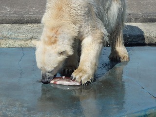 写真：ニジマスを食べるツヨシ1