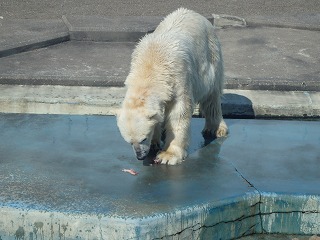 写真：ニジマス食べるツヨシ2