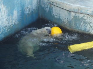 写真：浮き球で遊ぶツヨシ1