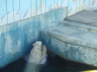 写真：浮き球で遊ぶツヨシ2