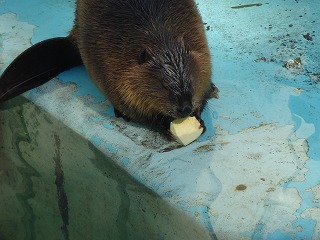 写真：サツマイモを食べる菊丸