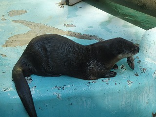 写真：カナダカワウソ2