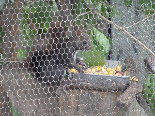 写真：餌を食べるエゾリス