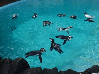 写真：気持ちよさそうに泳ぐフンボルトペンギン1