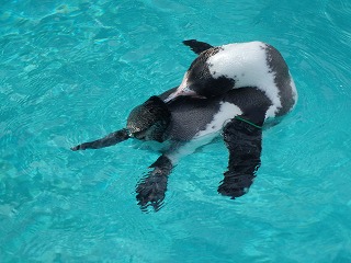写真：気持ちよさそうに泳ぐフンボルトペンギン2