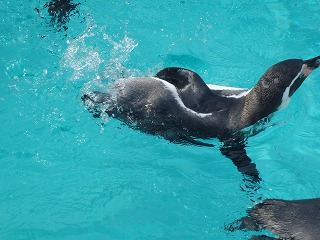 写真：気持ちよさそうに泳ぐフンボルトペンギン3