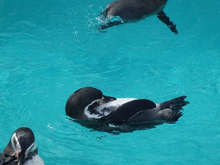 写真：気持ちよさそうに泳ぐフンボルトペンギン4
