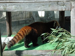 写真：レッサーパンダのメイメイ