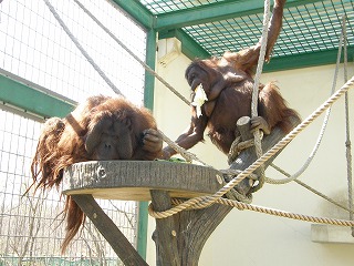 写真：仲睦まじいタンゴとロリー