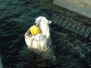 写真：レモンブイで遊ぶミルク4