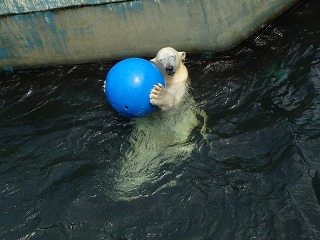 写真：浮き球で遊ぶミルク1