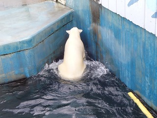 写真：浮き球で遊ぶミルク2