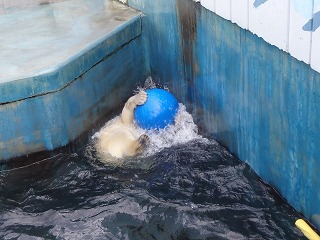 写真：浮き球で遊ぶミルク3