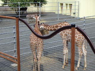 写真：スカイとコハネ