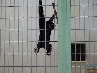 写真：シロテテナガザル