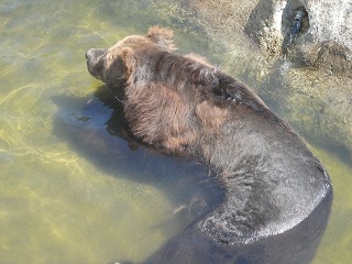 写真：入浴しているキチノスケ