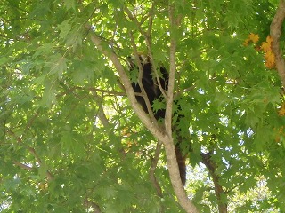 写真：入りの枝に登っているレッサーパンダ1