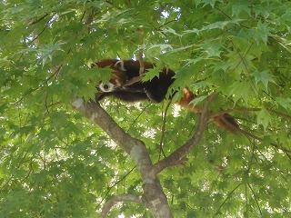 写真：入りの枝に登っているレッサーパンダ2