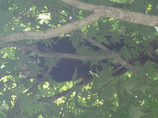 写真：枝に寝そべるレッサーパンダ（7月1日）