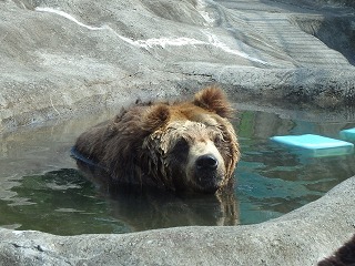 写真：ヒグマのコタル（7月1日）