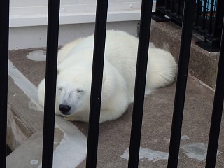 写真：ホッキョクグマのミルク（7月1日）