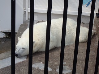 写真：ホッキョクグマのミルク（7月4日）