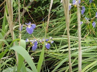 写真：花（7月5日）1