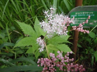 写真：花（7月11日）1