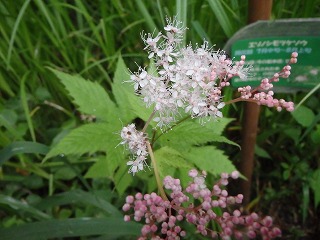 写真：花（7月11日）1