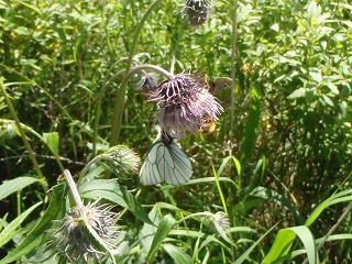 写真：花（7月12日）