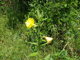 写真：花（7月15日）3