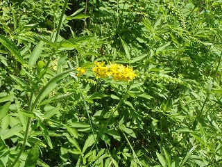 写真：花（7月15日）2